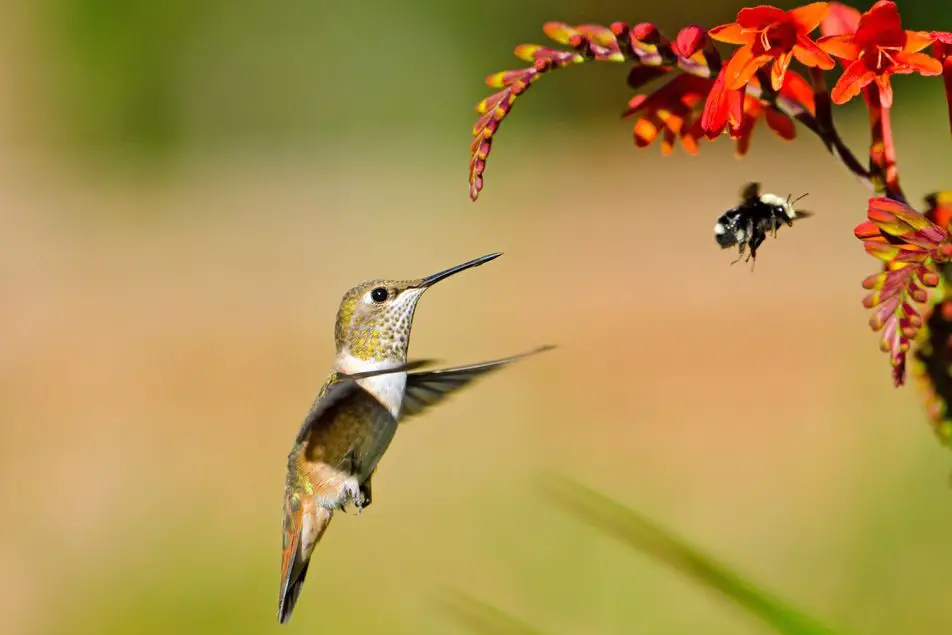 Super Cool Animal Idioms That You Should Know Super Cool Animal Idioms That You Should Know