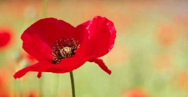 Easy English listening Lesson 14 - Remembrance Day