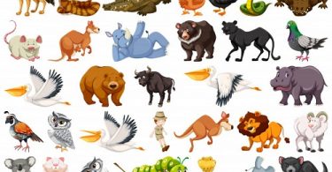 Easy English listening Lesson 40 - Wild Animals