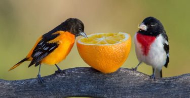 VOA Learning English - Birds Learn Each Other’s ‘Languages’ by Listening, Experts Say