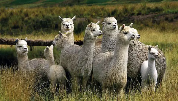 VOA Learning English - Coyotes Eyeing the Sheep? Employ a Guard Llama