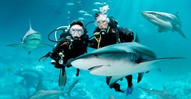 VOA Learning English - Shark Diving and Feeding Raises Concerns, for Sharks and Divers