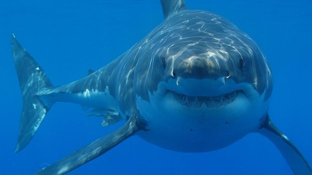 VOA Learning English - How Sharks Follow Their Nose to Dinner