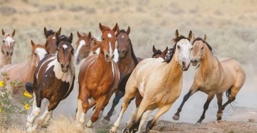 VOA Learning English - Dry Conditions Threaten Wild Horses in Western US