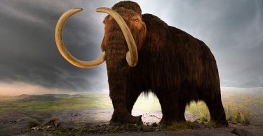 VOA Learning English - Mapping the Genes of the Woolly Mammoth