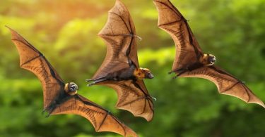 VOA Learning English - Bats and Fish Farming
