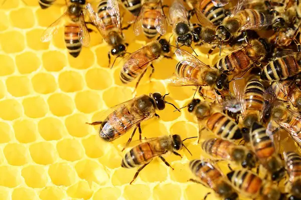 VOA Learn English - Bees are Carrying Pesticides into the World’s Honey