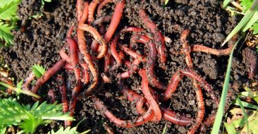 VOA Learning English - Putting Worms to Work to Help Your Garden
