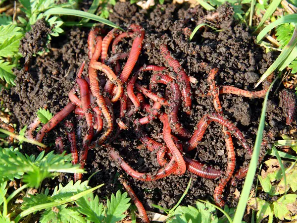 VOA Learning English - Putting Worms to Work to Help Your Garden