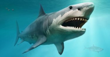 VOA Learning English - Sharks: A Bad Image, but Oceans Value Them