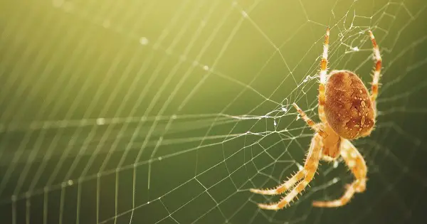 VOA Learning English - What do Spider Webs and Guitar Strings Have in Common?
