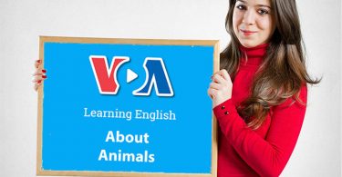 VOA Learning English About Animals for English Learners