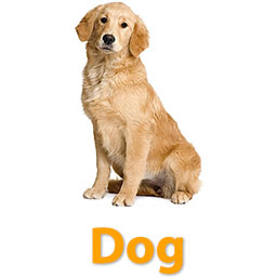 Learn English for Kids