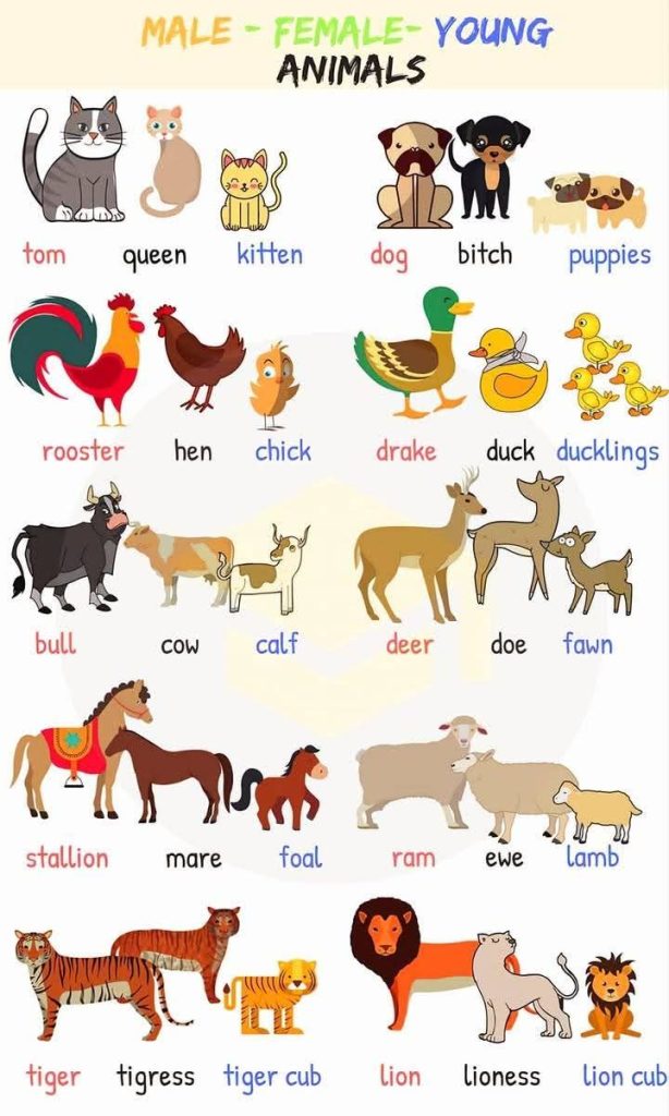 Animals and Their Babies’ Names: A Fascinating Look at 50 Animal Families