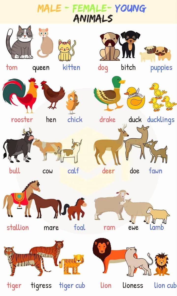 Animals and Their Babies’ Names: A Fascinating Look at 50 Animal Families